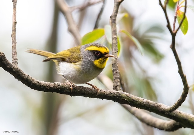 Ngắm những chú chim quý hiếm 'cực phẩm' ở vườn quốc gia vừa được công nhận- Ảnh 4. Ngắm những chú chim quý hiếm 'cực phẩm' ở vườn quốc gia vừa được công nhận- Ảnh 4.