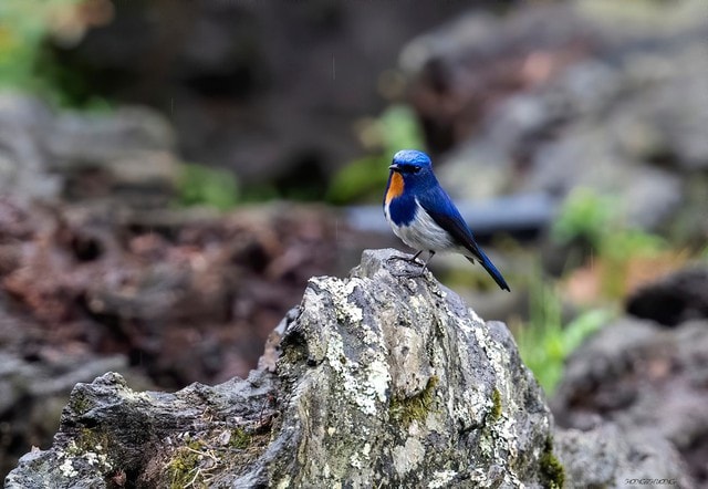 Ngắm những chú chim quý hiếm 'cực phẩm' ở vườn quốc gia vừa được công nhận- Ảnh 5. Ngắm những chú chim quý hiếm 'cực phẩm' ở vườn quốc gia vừa được công nhận- Ảnh 5.