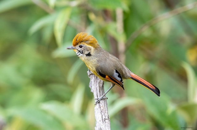 Ngắm những chú chim quý hiếm 'cực phẩm' ở vườn quốc gia vừa được công nhận- Ảnh 8. Ngắm những chú chim quý hiếm 'cực phẩm' ở vườn quốc gia vừa được công nhận- Ảnh 8.