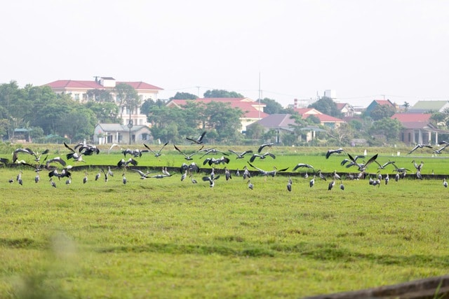 Đàn cò quý hiếm có tên trong Sách đỏ di cư về Quảng Trị kiếm ăn- Ảnh 1.
