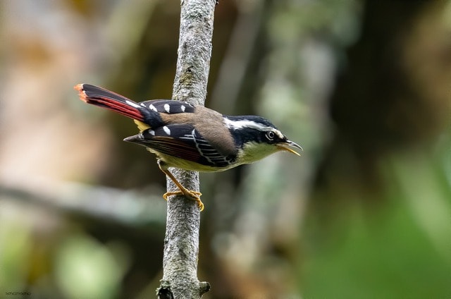 Ngắm những chú chim quý hiếm 'cực phẩm' ở vườn quốc gia vừa được công nhận- Ảnh 7. Ngắm những chú chim quý hiếm 'cực phẩm' ở vườn quốc gia vừa được công nhận- Ảnh 7.