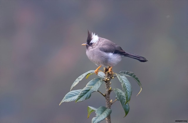 Ngắm những chú chim quý hiếm 'cực phẩm' ở vườn quốc gia vừa được công nhận- Ảnh 12. Ngắm những chú chim quý hiếm 'cực phẩm' ở vườn quốc gia vừa được công nhận- Ảnh 12.