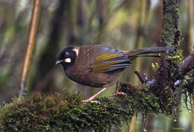 Ngắm những chú chim quý hiếm 'cực phẩm' ở vườn quốc gia vừa được công nhận- Ảnh 11. Ngắm những chú chim quý hiếm 'cực phẩm' ở vườn quốc gia vừa được công nhận- Ảnh 11.