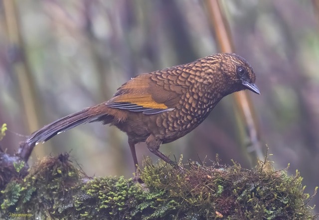 Ngắm những chú chim quý hiếm 'cực phẩm' ở vườn quốc gia vừa được công nhận- Ảnh 10. Ngắm những chú chim quý hiếm 'cực phẩm' ở vườn quốc gia vừa được công nhận- Ảnh 10.