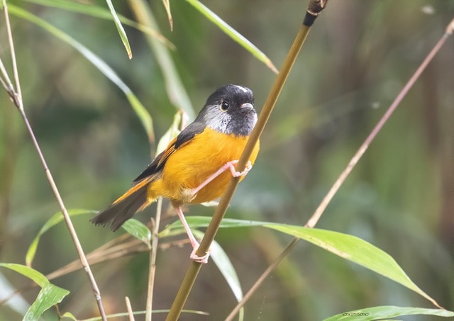 Ngắm những chú chim quý hiếm 'cực phẩm' ở vườn quốc gia vừa được công nhận- Ảnh 1. Ngắm những chú chim quý hiếm 'cực phẩm' ở vườn quốc gia vừa được công nhận- Ảnh 1.