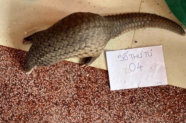 Khánh Hòa đấu tranh quyết liệt nạn xâm phạm động vật nguy cấp, quý hiếm- Ảnh 3. Khánh Hòa đấu tranh quyết liệt nạn xâm phạm động vật nguy cấp, quý hiếm- Ảnh 3.