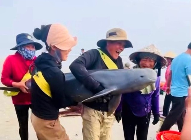 Ngư dân giải cứu, thả hai con cá heo về biển- Ảnh 1.