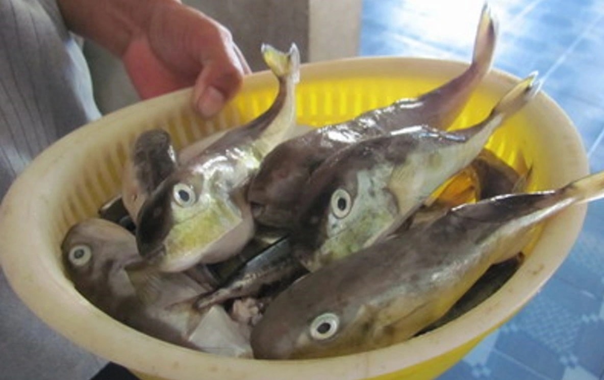 Ăn cá nóc, 3 người ở Cần Thơ nhập viện: Bộ Y tế khuyến cáo khẩn- Ảnh 1. Ăn cá nóc, 3 người ở Cần Thơ nhập viện: Bộ Y tế khuyến cáo khẩn- Ảnh 1.