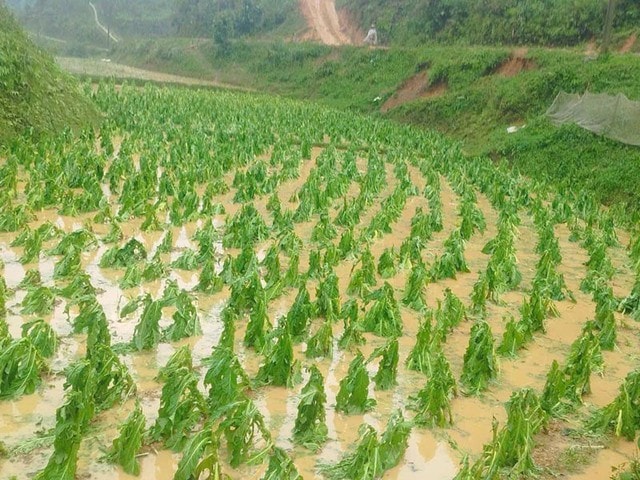 Mưa đá rào rào ở Cao Bằng- Ảnh 1.