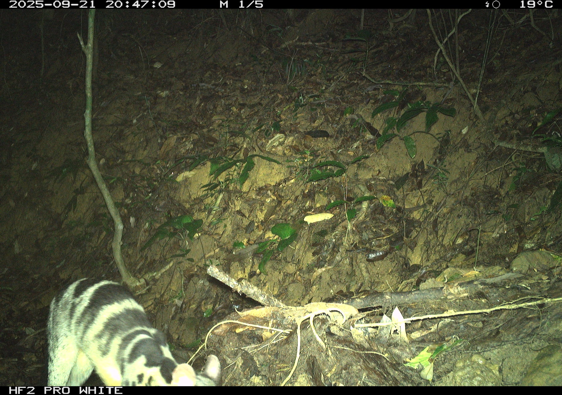 Ngắm những loài động vật quý hiếm ghi nhận qua bẫy ảnh tại Vườn quốc gia Bạch Mã- Ảnh 2.