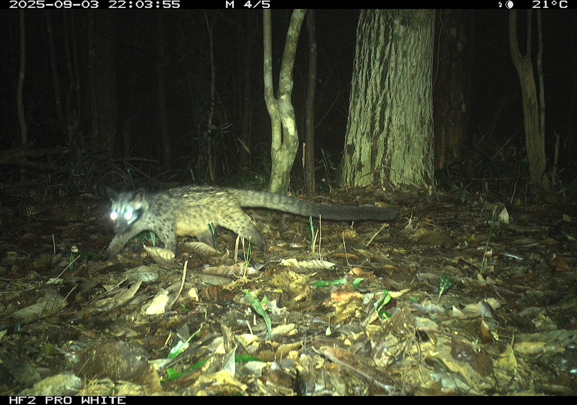 Ngắm những loài động vật quý hiếm ghi nhận qua bẫy ảnh tại Vườn quốc gia Bạch Mã- Ảnh 6.