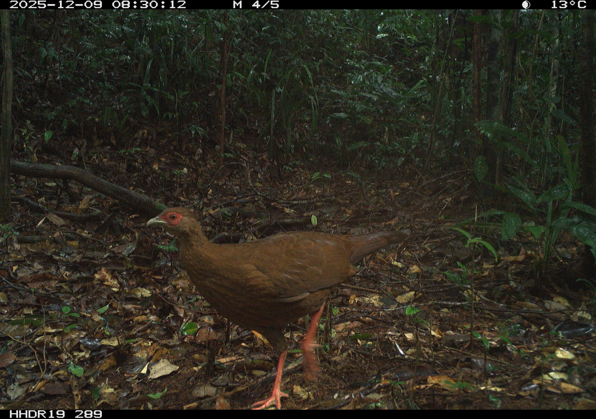 Ngắm những loài động vật quý hiếm ghi nhận qua bẫy ảnh tại Vườn quốc gia Bạch Mã- Ảnh 5.