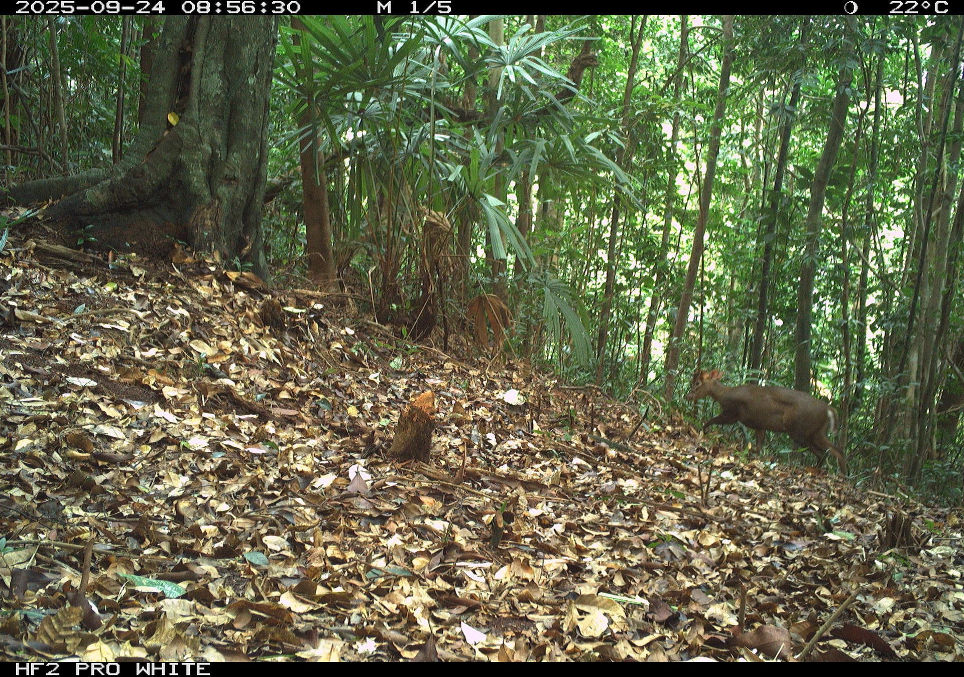 Ngắm những loài động vật quý hiếm ghi nhận qua bẫy ảnh tại Vườn quốc gia Bạch Mã- Ảnh 4.