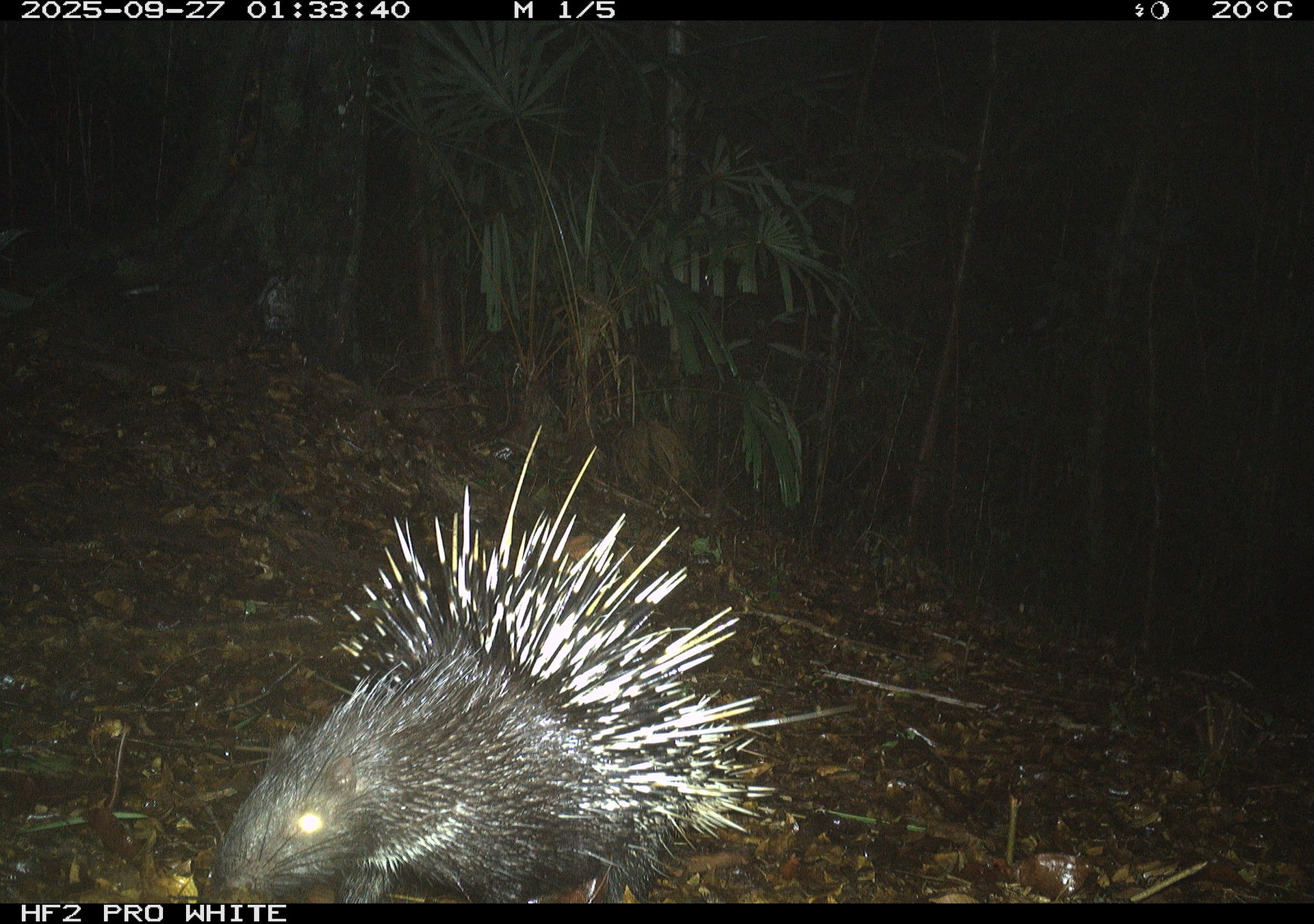 Ngắm những loài động vật quý hiếm ghi nhận qua bẫy ảnh tại Vườn quốc gia Bạch Mã- Ảnh 3.