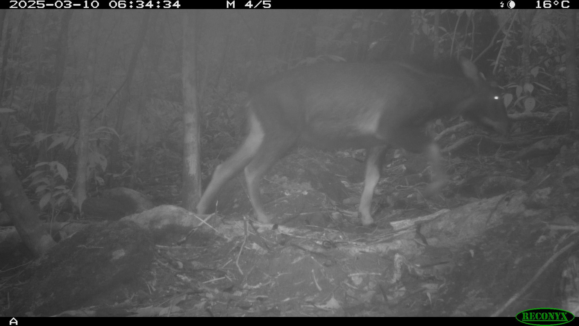 Ngắm những loài động vật quý hiếm ghi nhận qua bẫy ảnh tại Vườn quốc gia Bạch Mã- Ảnh 1.