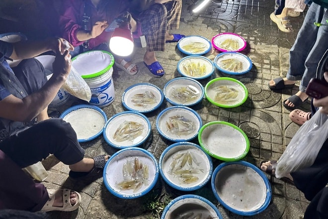 Chợ mực nháy đêm Cửa Lò: Bán không cân, khách vẫn nườm nượp- Ảnh 5. Chợ mực nháy đêm Cửa Lò: Bán không cân, khách vẫn nườm nượp- Ảnh 5.