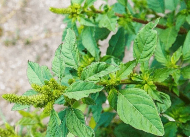 Công dụng chữa bệnh của cây rau dền gai - Ảnh 1. 1