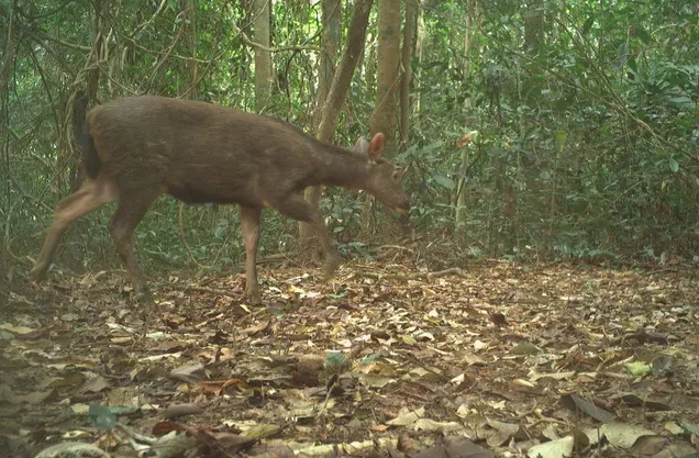 Những thiết bị hiện đại, trí tuệ nhân tạo được triển khai để bảo vệ động vật hoang dã quý hiếm- Ảnh 3.