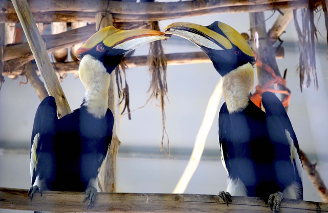 Những thiết bị hiện đại, trí tuệ nhân tạo được triển khai để bảo vệ động vật hoang dã quý hiếm- Ảnh 1.