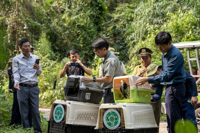 Nhiều động vật quý hiếm từ Hà Nội được thả ở rừng Phong Nha- Ảnh 1.