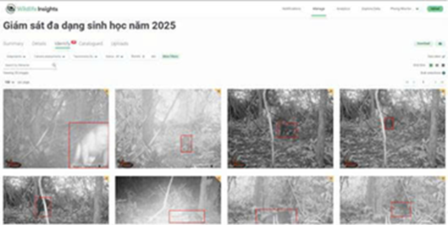 Những thiết bị hiện đại, trí tuệ nhân tạo được triển khai để bảo vệ động vật hoang dã quý hiếm- Ảnh 4.