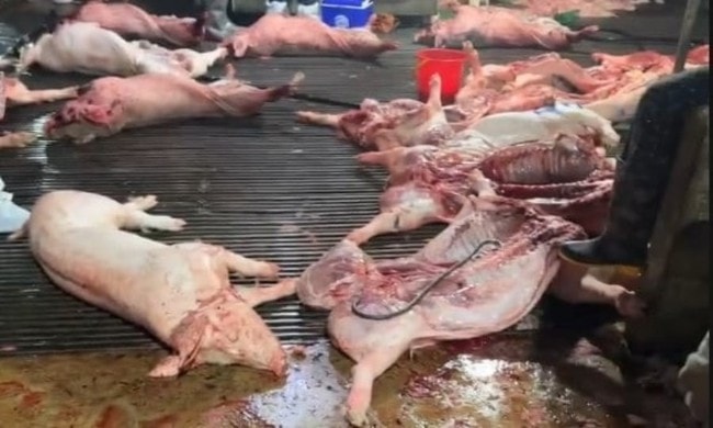 Phụ huynh 'đứng ngồi không yên' sau vụ 300 tấn thịt lợn nghi nhiễm bệnh được 'tuồn' ra thị trường- Ảnh 3.