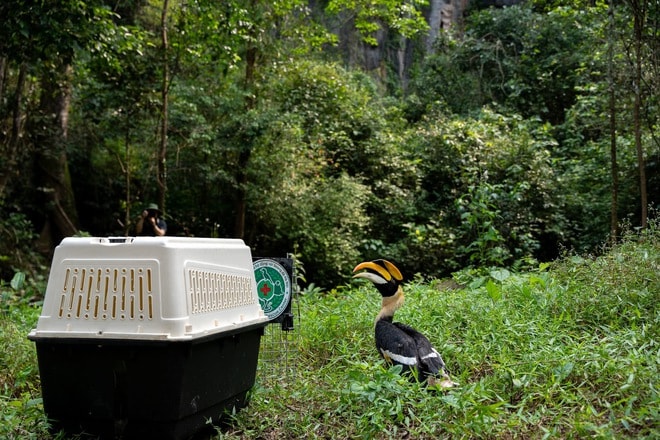 Nhiều động vật quý hiếm từ Hà Nội được thả ở rừng Phong Nha- Ảnh 2.