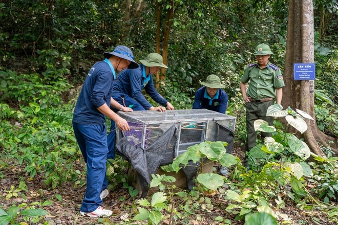 Nhiều động vật quý hiếm từ Hà Nội được thả ở rừng Phong Nha- Ảnh 3.