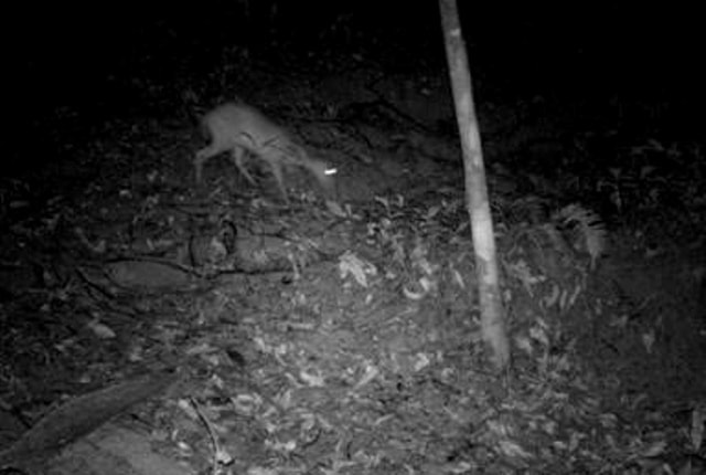 Loài động vật quý hiếm tưởng đã tuyệt chủng gần 100 năm bất ngờ xuất hiện- Ảnh 2.