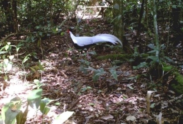 Loài động vật quý hiếm tưởng đã tuyệt chủng gần 100 năm bất ngờ xuất hiện- Ảnh 4.