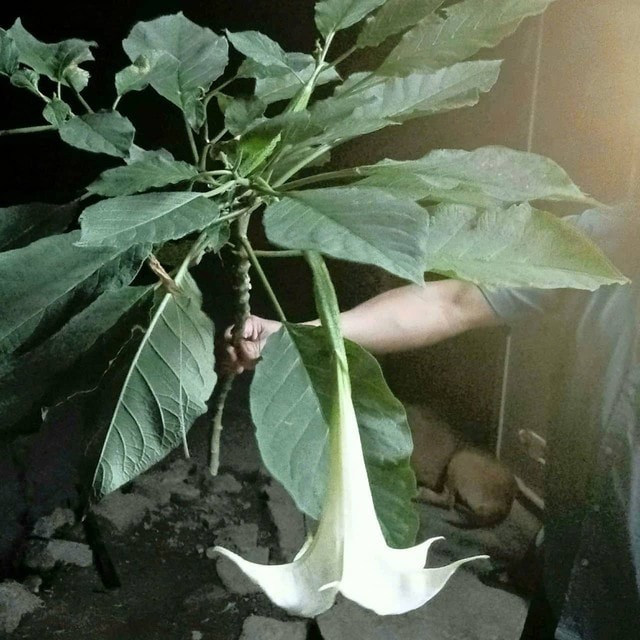 Ăn rau rừng lạ, 3 người trong một gia đình nhập viện cấp cứu- Ảnh 2. Ăn rau rừng lạ, 3 người trong một gia đình nhập viện cấp cứu- Ảnh 2.