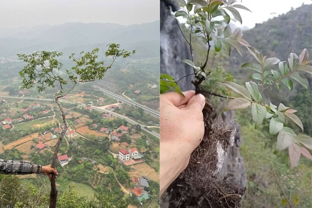 Cây muội hồng đang được săn lùng làm cảnh có gì đặc biệt?- Ảnh 1.