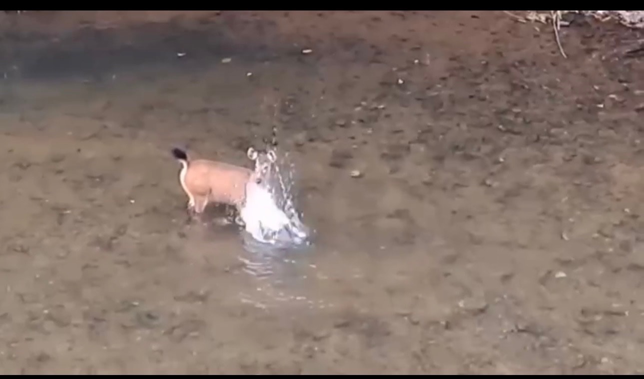 Khoảnh khắc hiếm: Nai rừng vỗ nước giữa suối ở Pù Mát- Ảnh 1.