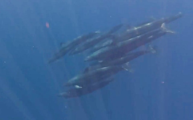 Hiếm gặp: Đàn cá voi gần 100 con bơi lượn quanh ca nô ở đảo Phú Quý- Ảnh 1.