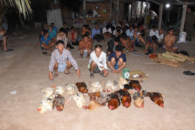 Phá sới đá gà ăn tiền, tạm giữ 35 người- Ảnh 1.
