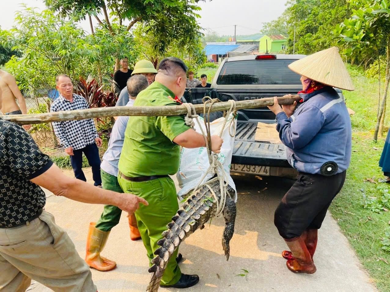 Nam thanh niên bất ngờ phát hiện cá sấu nặng 50kg bị lạc dưới kênh mương nội đồng- Ảnh 2.