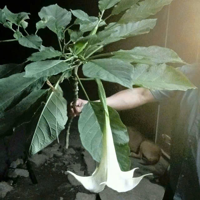 Suýt mất mạng vì ăn nhầm lá rừng: Câu chuyện cảnh báo cho những tín đồ ẩm thực- Ảnh 1.