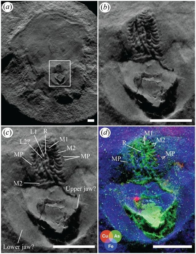 Sự thật gây sốc về kỷ lục hóa thạch bạch tuộc 'cổ nhất thế giới'- Ảnh 2.