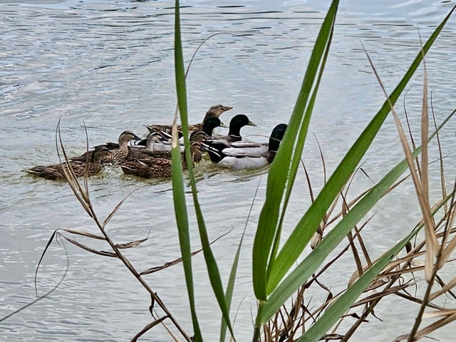 Từ 'sát thủ chim trời' thành người giữ hồn đầm phá Hạc Hải- Ảnh 7.