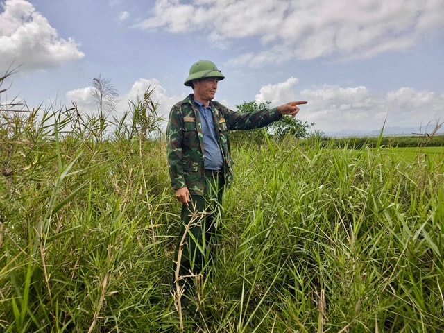 Từ 'sát thủ chim trời' thành người giữ hồn đầm phá Hạc Hải- Ảnh 2.