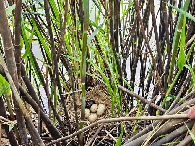 Từ 'sát thủ chim trời' thành người giữ hồn đầm phá Hạc Hải- Ảnh 6.