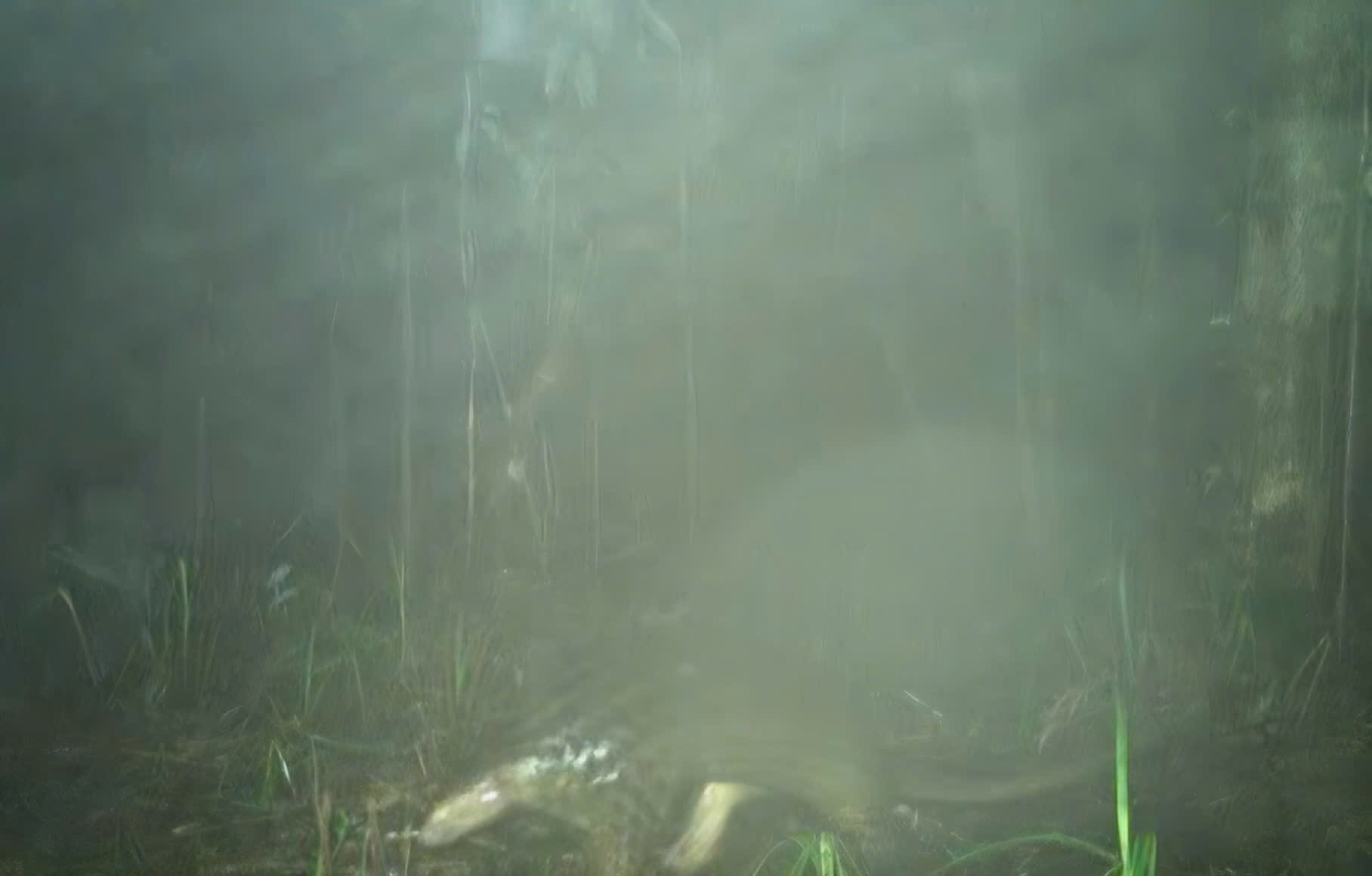 Những loài động vật quý hiếm vừa ghi nhận qua bẫy ảnh ở Bạch Mã- Ảnh 1.