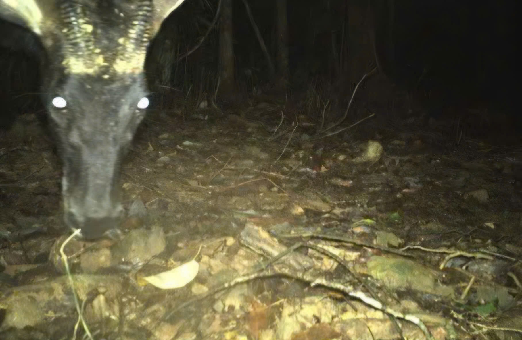 Những loài động vật quý hiếm vừa ghi nhận qua bẫy ảnh ở Bạch Mã- Ảnh 5.