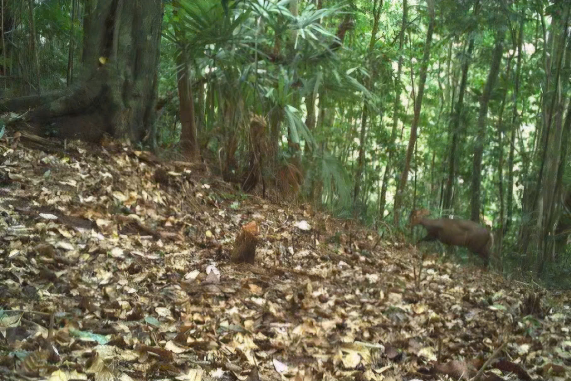 Những loài động vật quý hiếm vừa ghi nhận qua bẫy ảnh ở Bạch Mã- Ảnh 4.