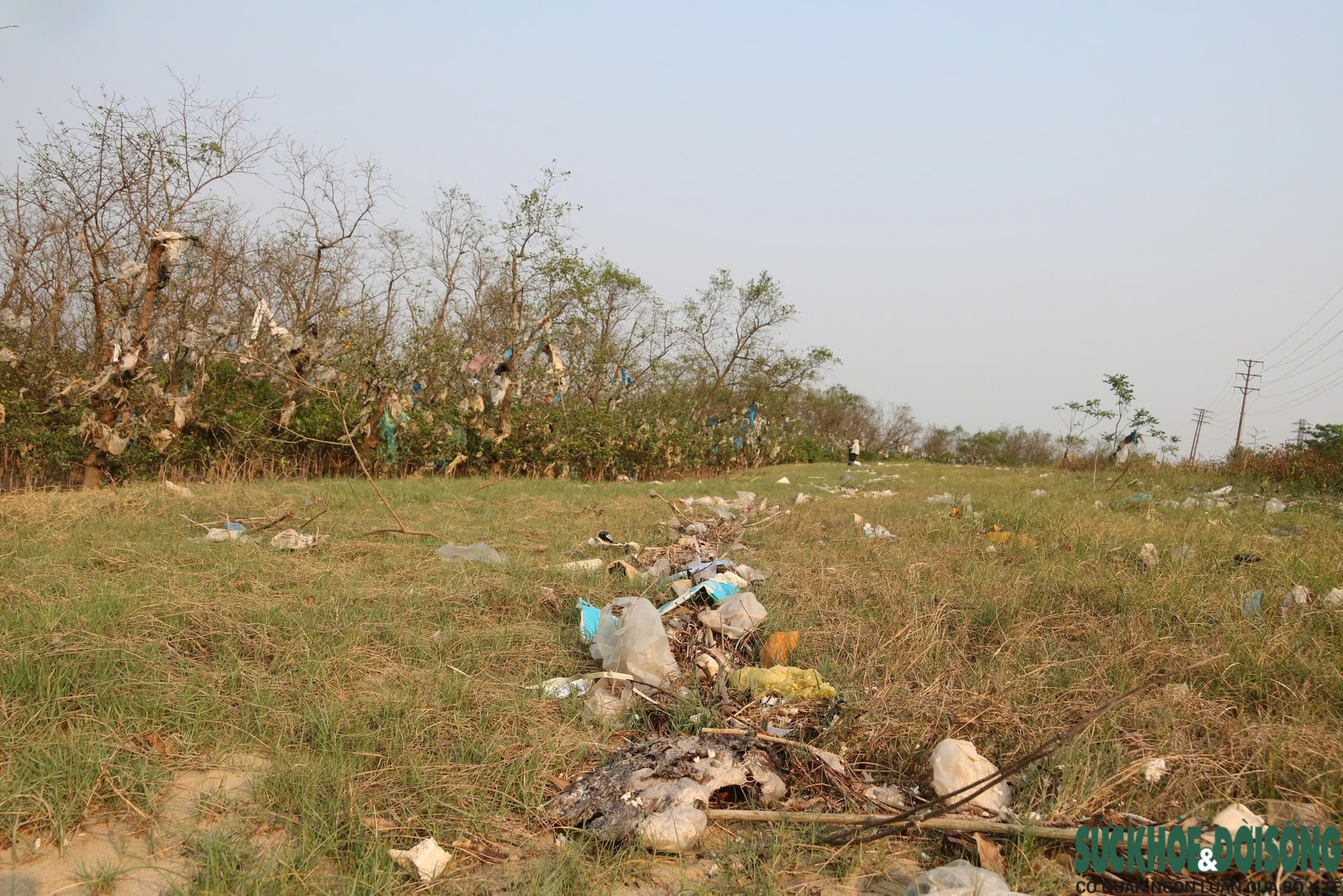 Rừng bần nguyên sinh ven sông Lam 'nghẹt thở' trong rác thải- Ảnh 2.