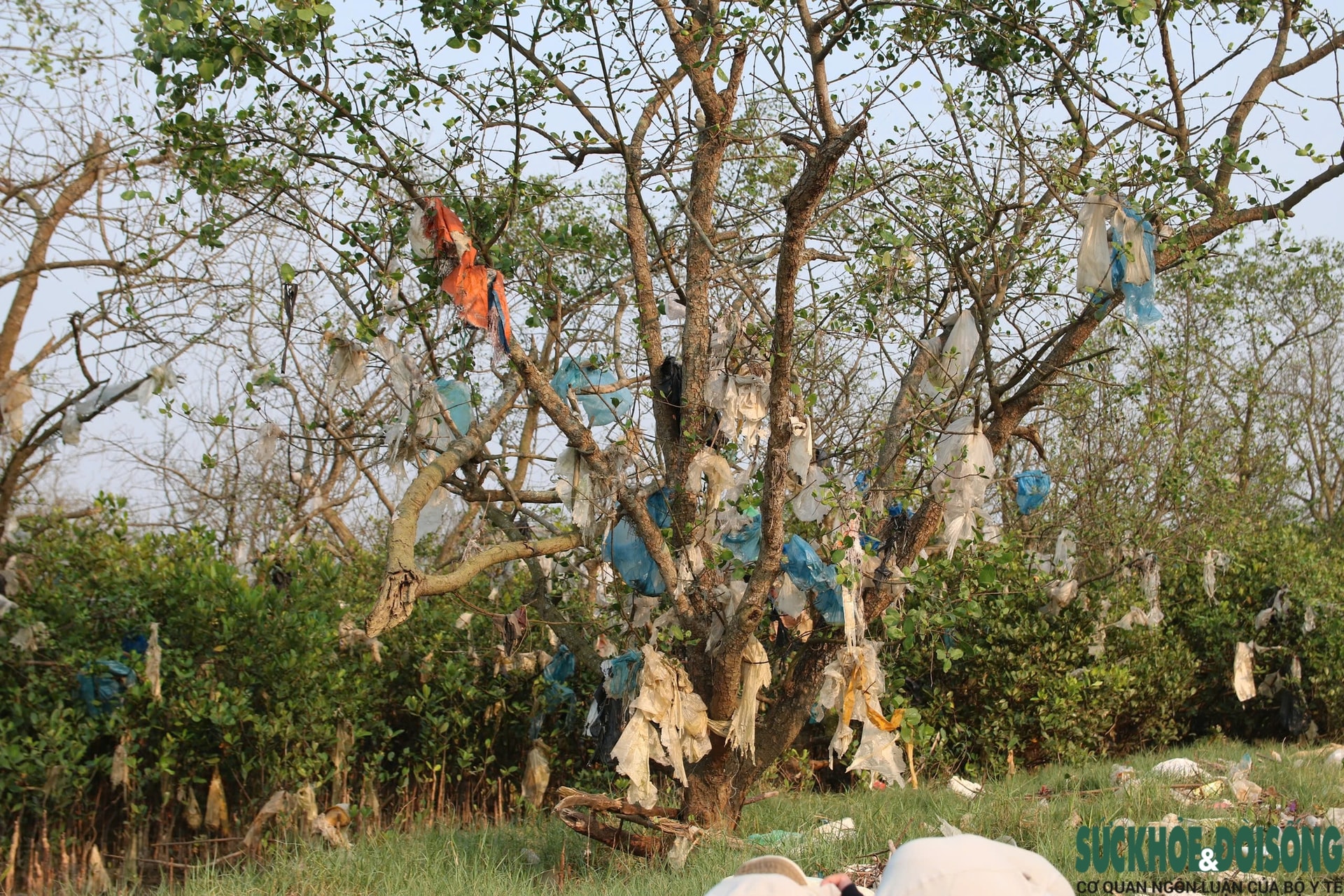 Rừng bần nguyên sinh ven sông Lam 'nghẹt thở' trong rác thải- Ảnh 10.