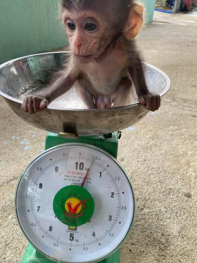 Sự hồi sinh của chú khỉ con có mẹ bị bắn chết khi nó mới 1 tháng tuổi- Ảnh 2.
