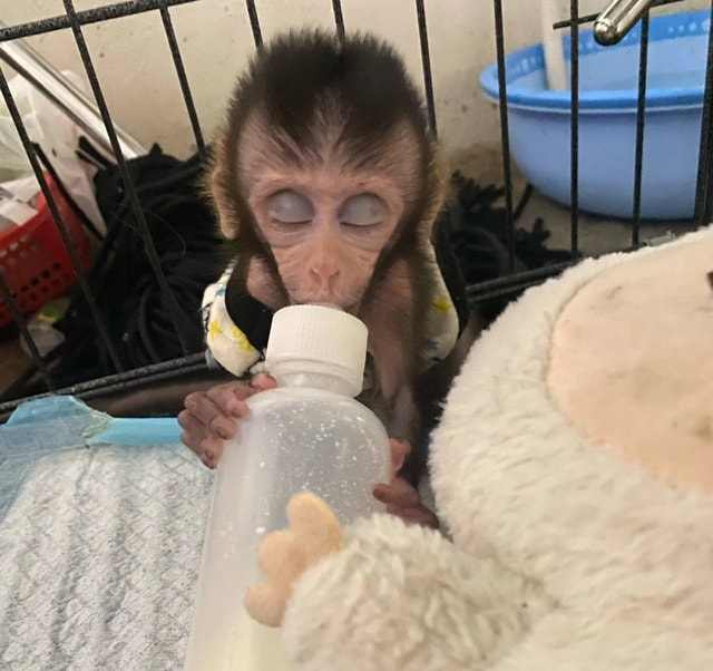 Sự hồi sinh của chú khỉ con có mẹ bị bắn chết khi nó mới 1 tháng tuổi- Ảnh 3.