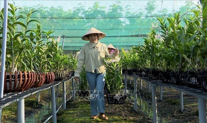 Trồng lan cảnh nghệ thuật cho lợi nhuận 2 tỷ đồng/năm- Ảnh 2.