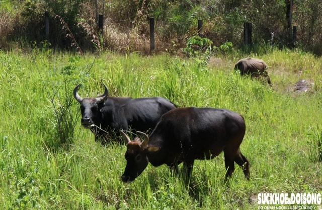Cuốn hút với đàn động vật lai quý hiếm ở Việt Nam- Ảnh 4.
